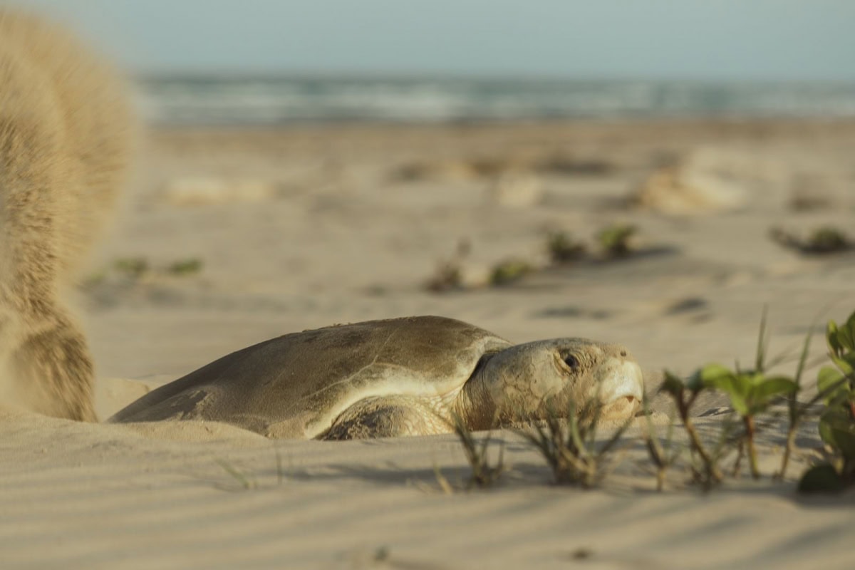 Tamaulipas resguarda más de 28 mil huevos de tortuga lora en temporada de anidación
