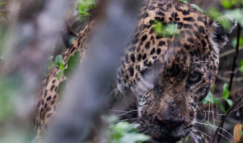 Jaguar rescatado en Soto la Marina regresa a su hábitat tras atención especializada
