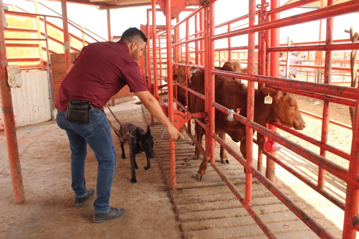 Tamaulipas fortalece el control del gusano barrenador sin frenar la comercialización del ganado